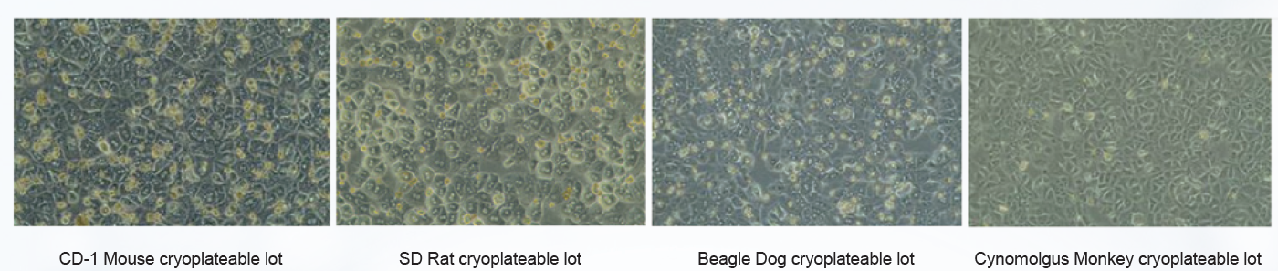 HEPATOCYTES HEPATOCYTES