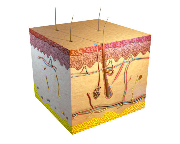 Human skin cross section. Digital illustration, 3D render. Human skin cross section. Digital illustration, 3D render.